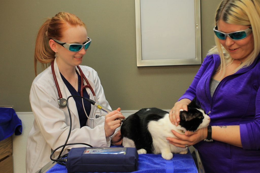Laser Therapy at avon animal hospital surrey bc canda
