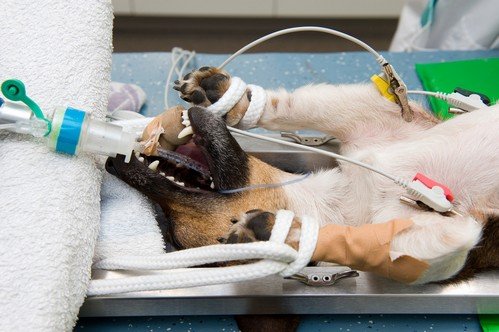 pet-anesthesia-1-1