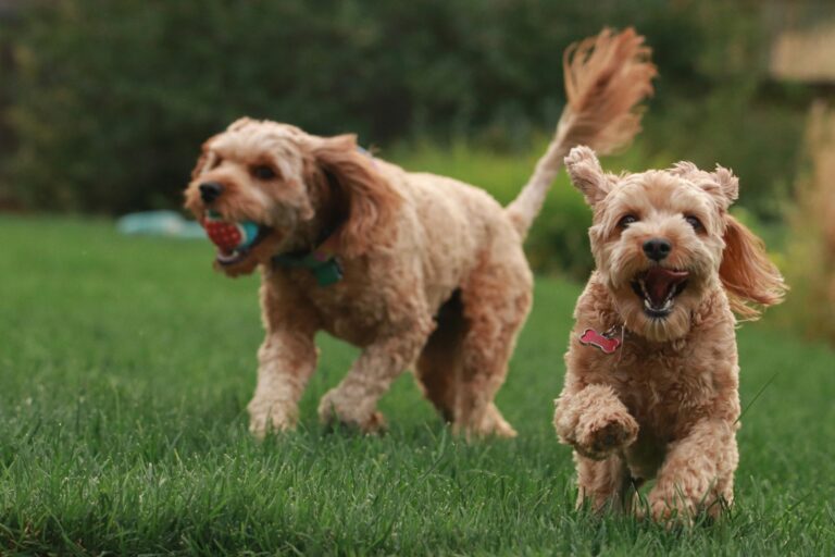 Dog scratching due to spring allergies with spring flowers and pollen in background, representing allergy care in Surrey