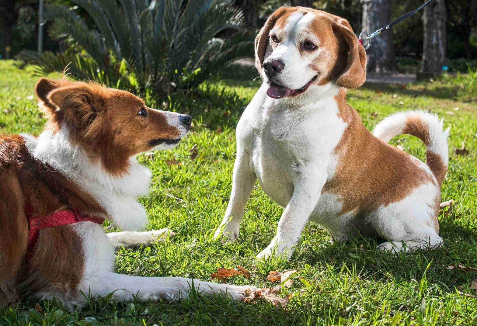 senior pet care Cloverdale