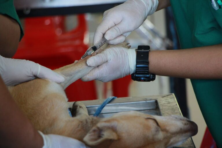 Veterinarian giving a dog a vaccination at a Surrey animal hospital