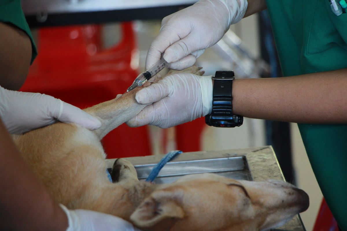 Veterinarian giving a dog a vaccination at a Surrey animal hospital