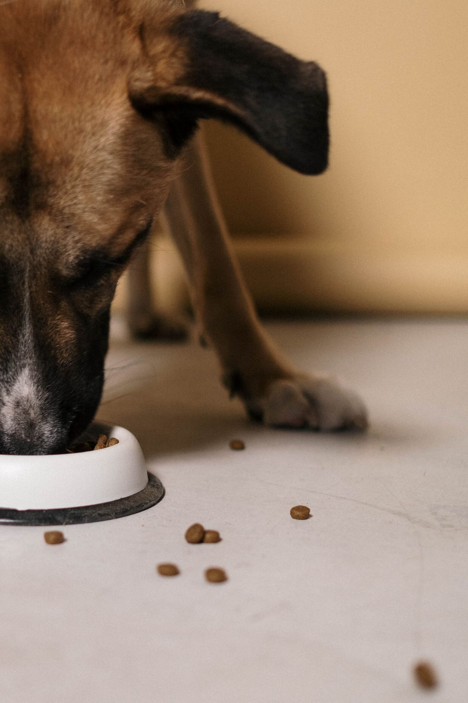 Dog eating a measured meal from a bowl as part of a healthy weight plan for pets in Clayton Heights, Surrey