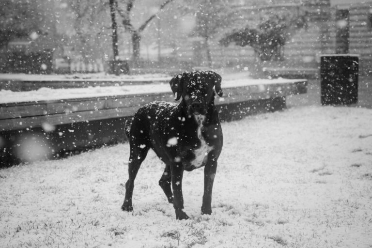 A dog standing outdoors in heavy falling snow