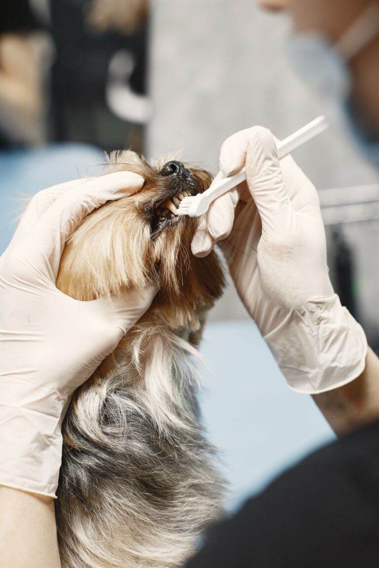Veterinary professional brushing a small dog's teeth with a pet toothbrush