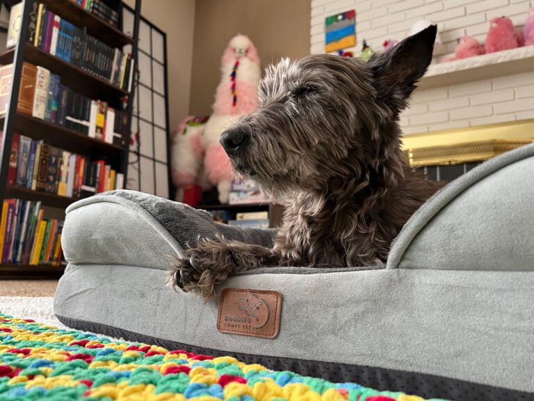 A relaxed terrier lounges on a dog bed in a colorful, cozy living room.