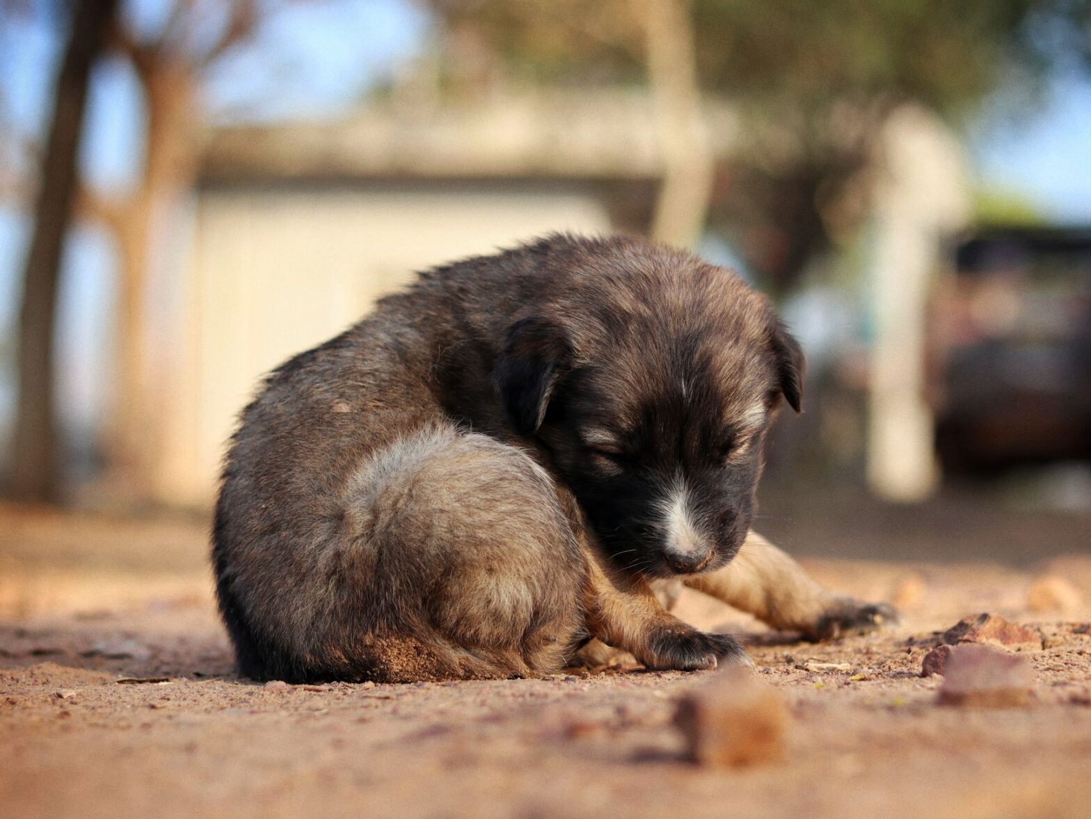 A cute puppy peacefully sleeping outdoors on a sunny day, capturing innocence and serenity.