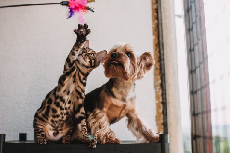 dod-cat-enjoying together
