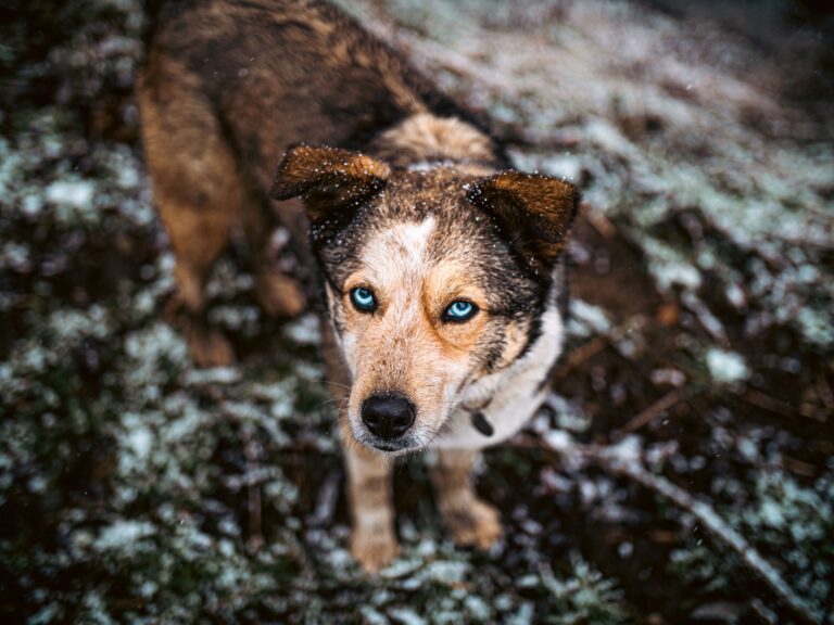 a-dog-standing-on-wet-grass
