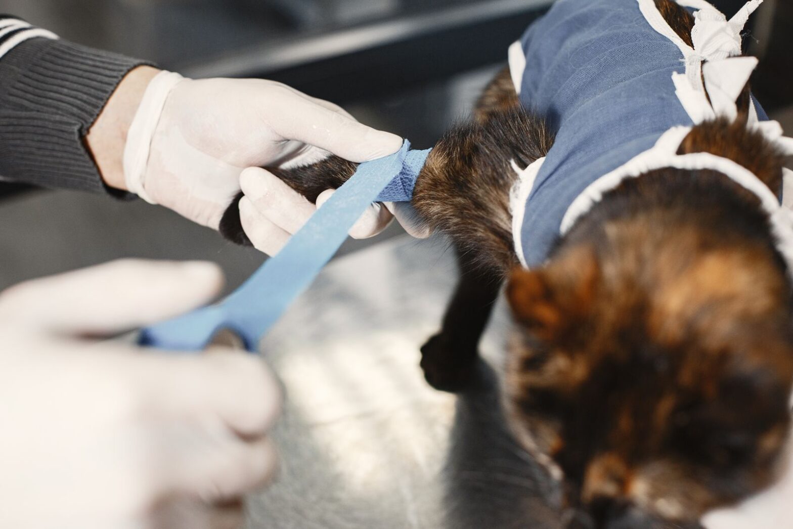A veterinary team member wrapping a self-adhesive bandage around a cat's leg in a clinic, the step that follows a Clayton Heights owner's first ten minutes at home
